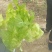 儿菜