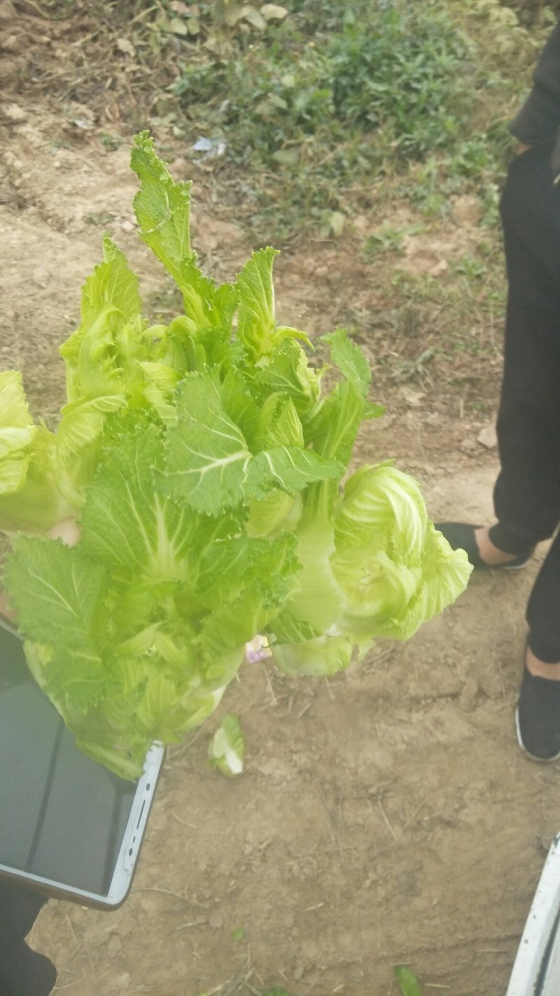 儿菜