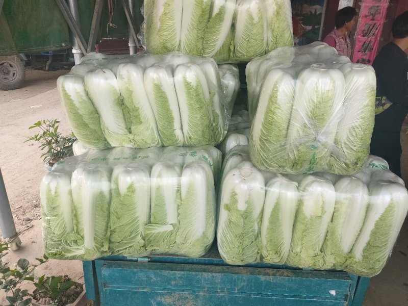 山东肥城精品大白菜北京新三号白菜产地直发一手货源