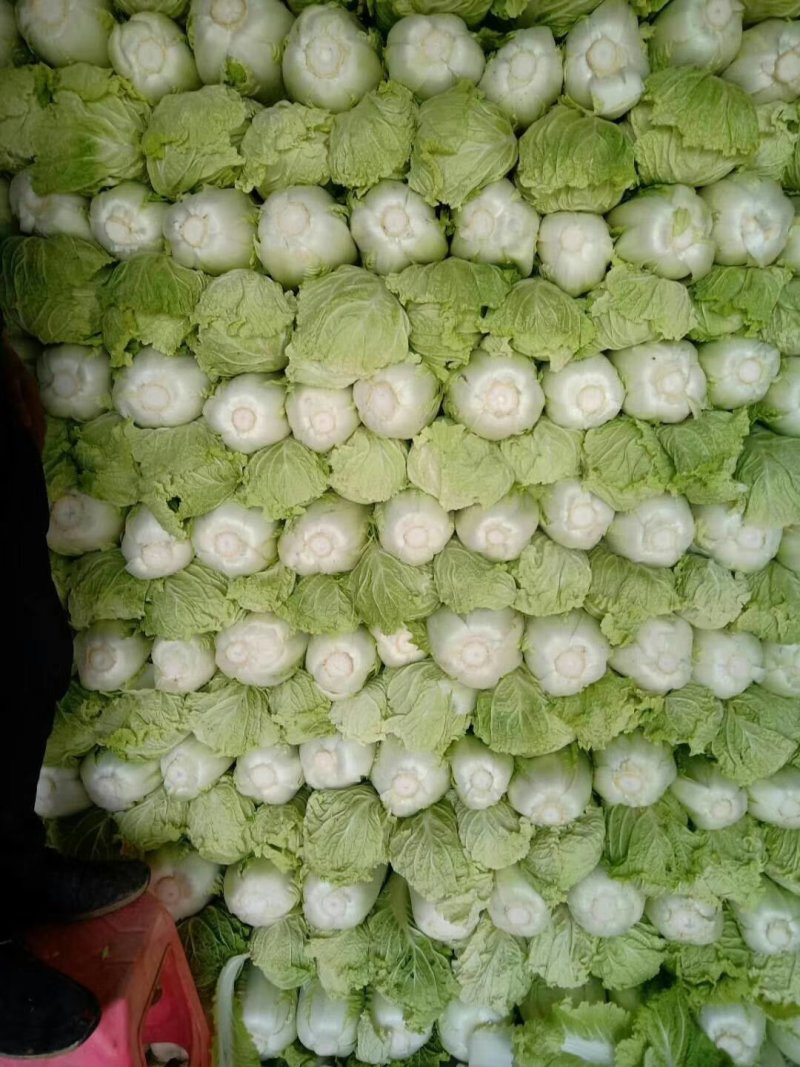 山东肥城精品大白菜北京新三号白菜产地直发一手货源