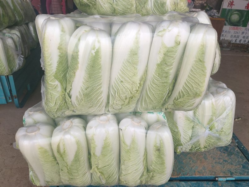 山东肥城精品大白菜北京新三号白菜产地直发一手货源