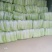 山东肥城精品大白菜北京新三号白菜产地直发一手货源