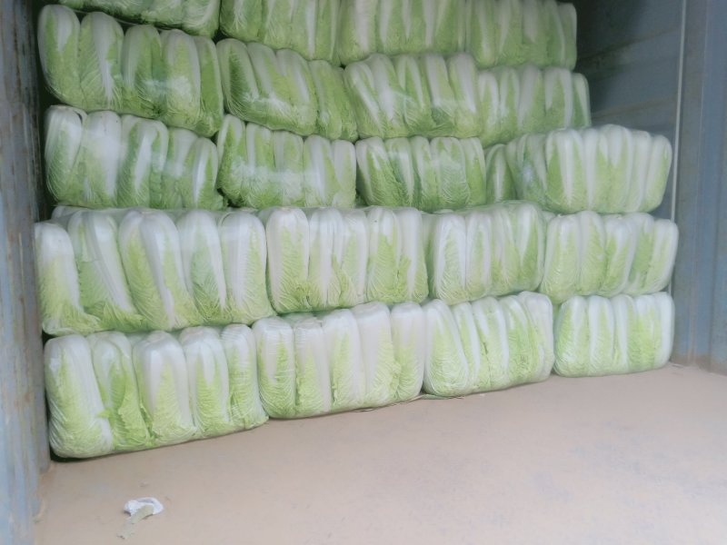 山东肥城精品大白菜北京新三号白菜产地直发一手货源