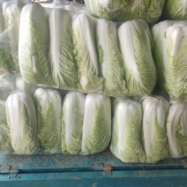 山东肥城精品大白菜北京新三号白菜产地直发一手货源
