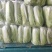 山东肥城精品大白菜北京新三号白菜产地直发一手货源