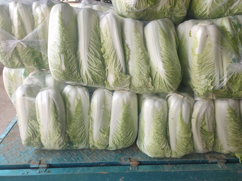 山东肥城精品大白菜北京新三号白菜产地直发一手货源