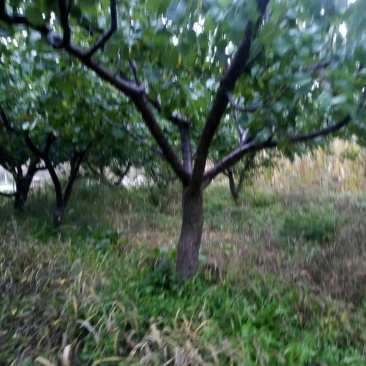 杏树