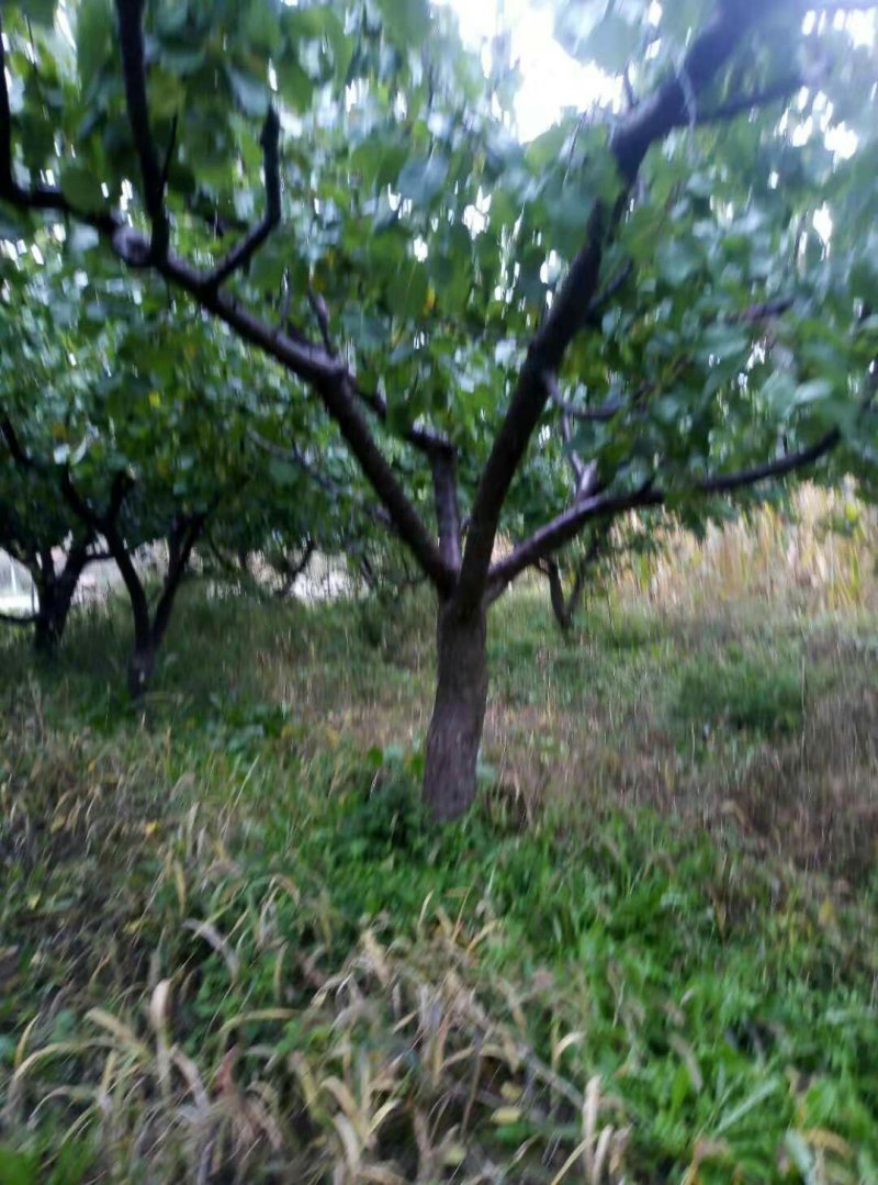 杏树