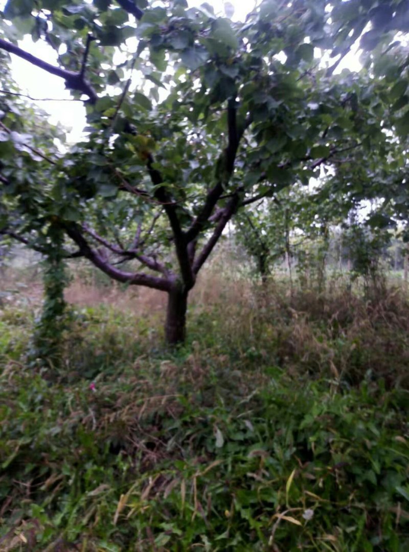 杏树