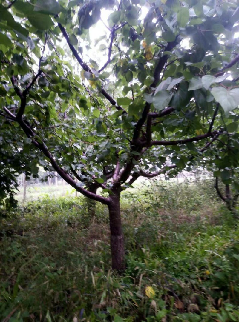 杏树
