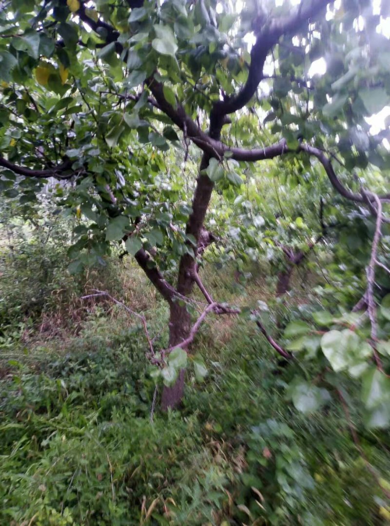 杏树