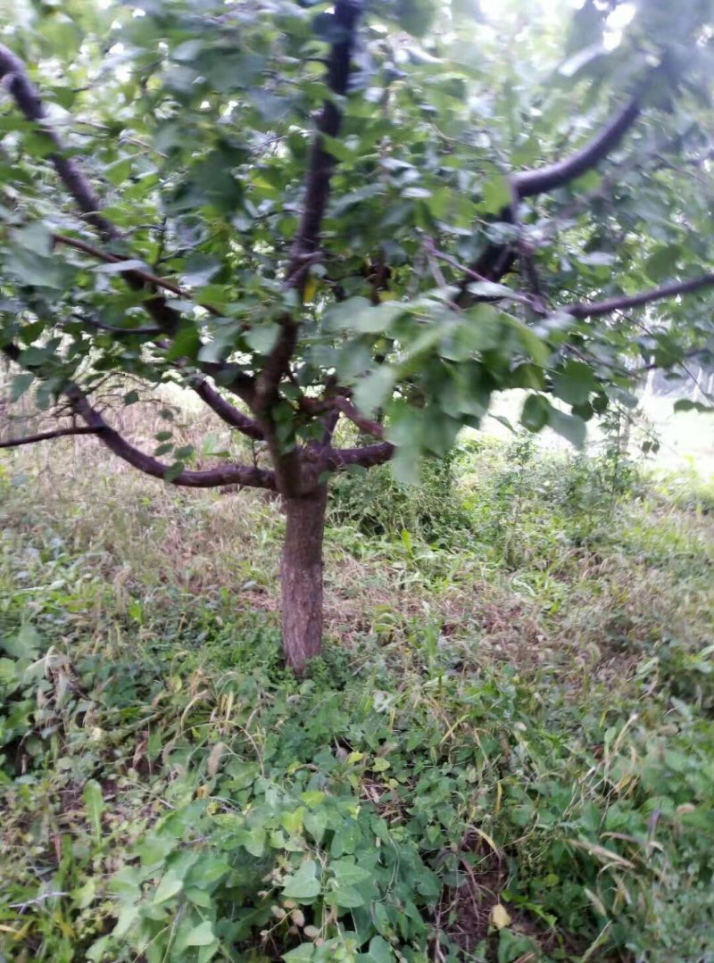杏树