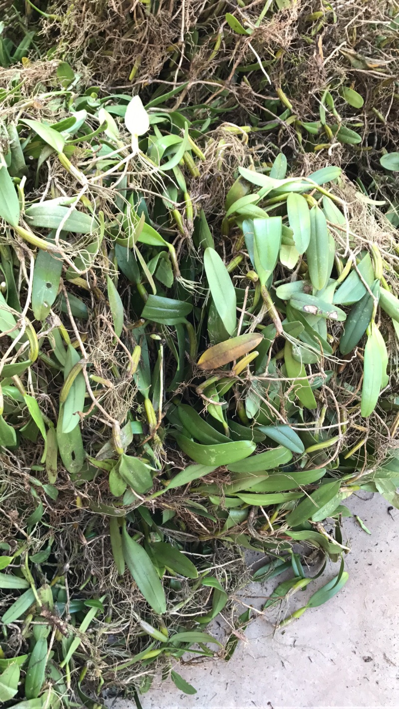 野生单叶中号石橄榄，中小果。