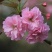 新采樱花种子日本樱花山樱种子草樱种子樱花树种子晚樱花树种
