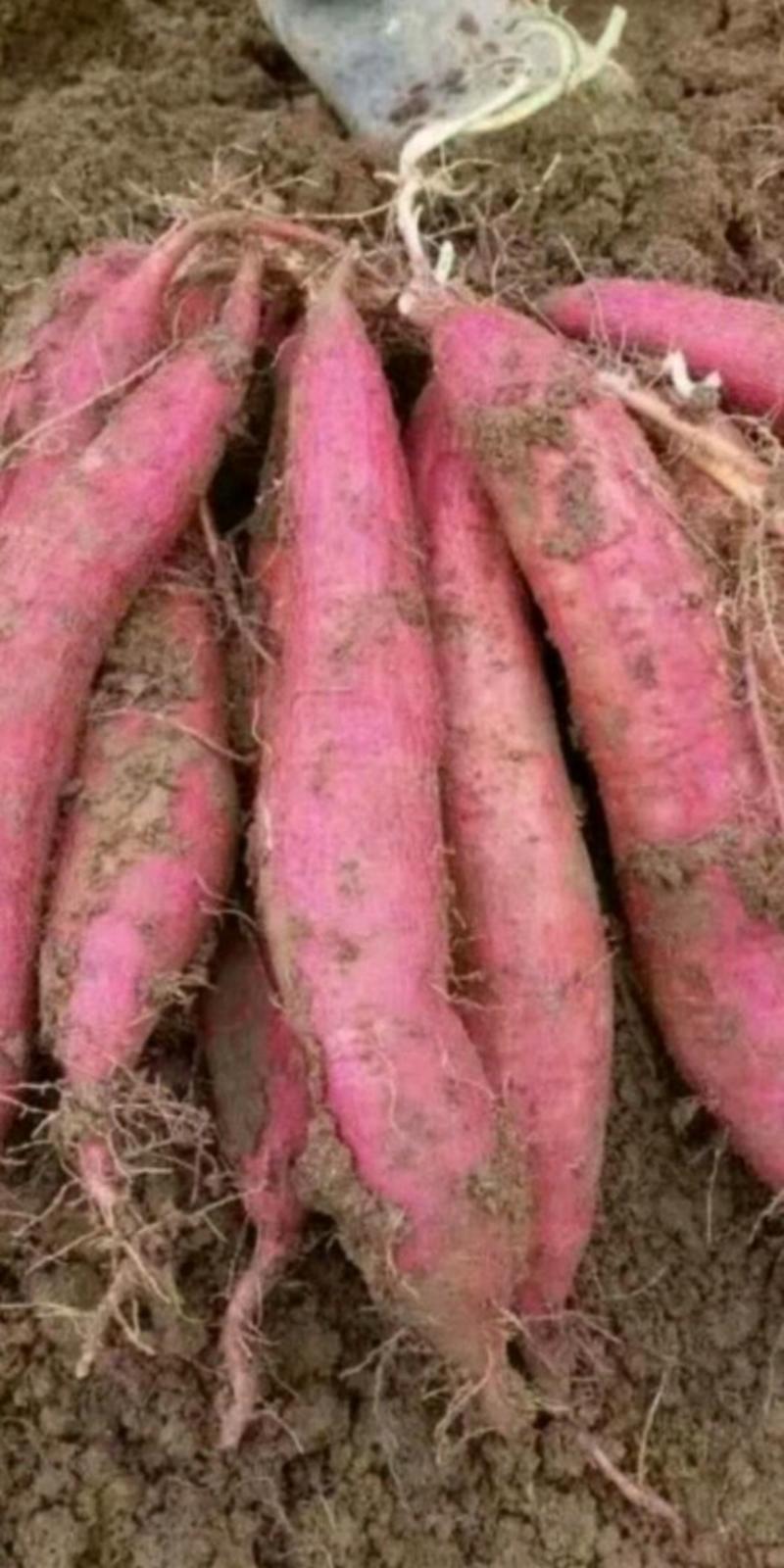红薯西瓜红红薯以质量求生存，可以电商保证质量，量大从优。