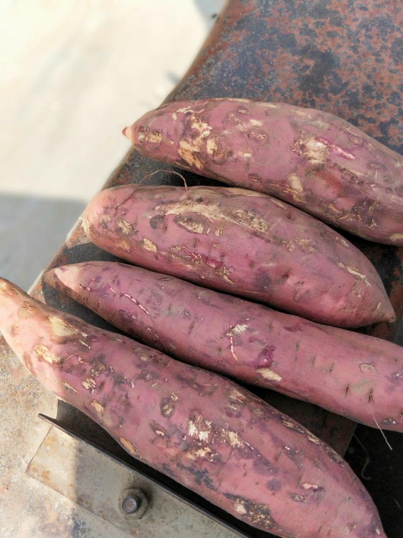 红薯西瓜红红薯以质量求生存，可以电商保证质量，量大从优。
