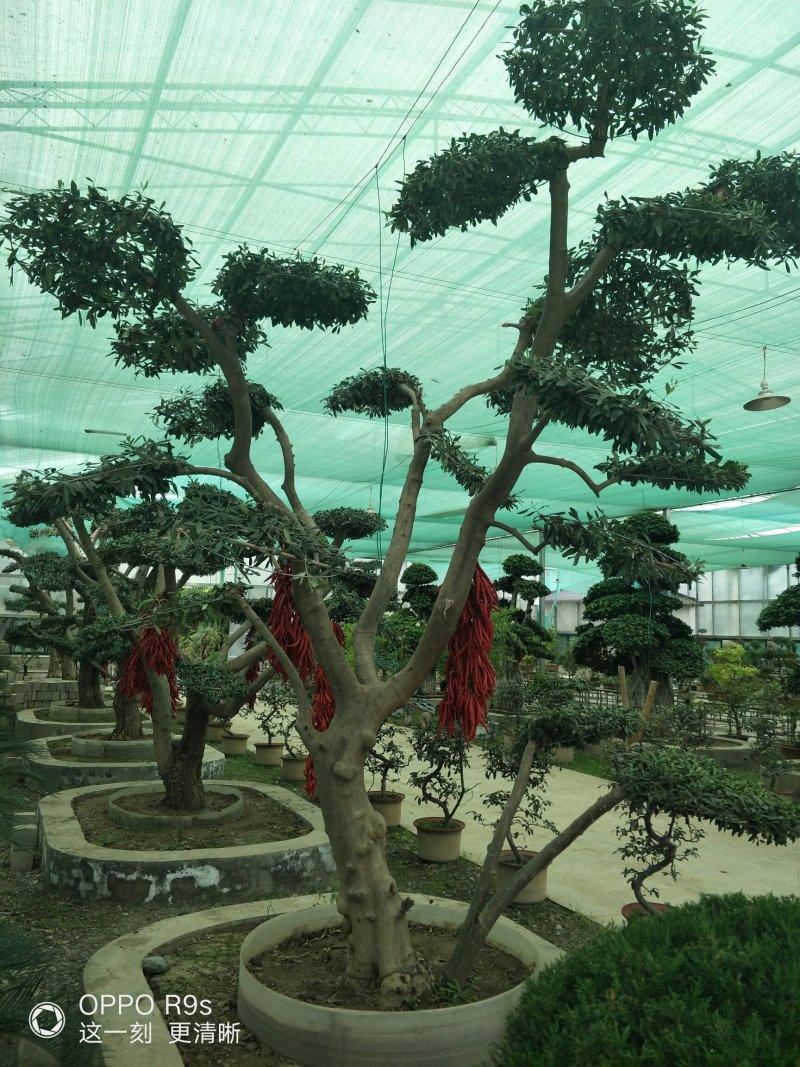 造形绿化盆景--油橄榄