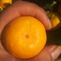 大量供应江西新余蜜橘，规模化种植，产地一条龙服务