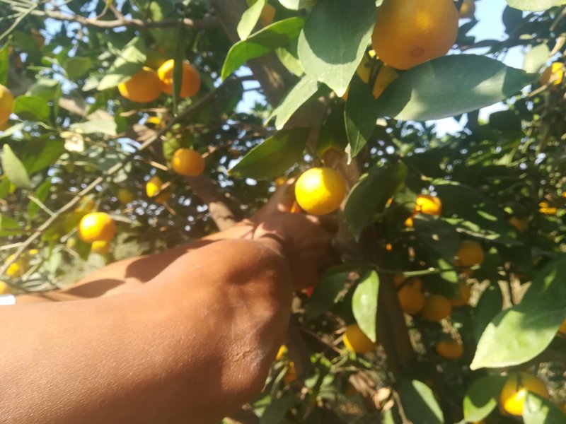 大量供应江西新余蜜橘，规模化种植，产地一条龙服务