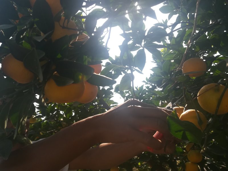 大量供应江西新余蜜橘，规模化种植，产地一条龙服务