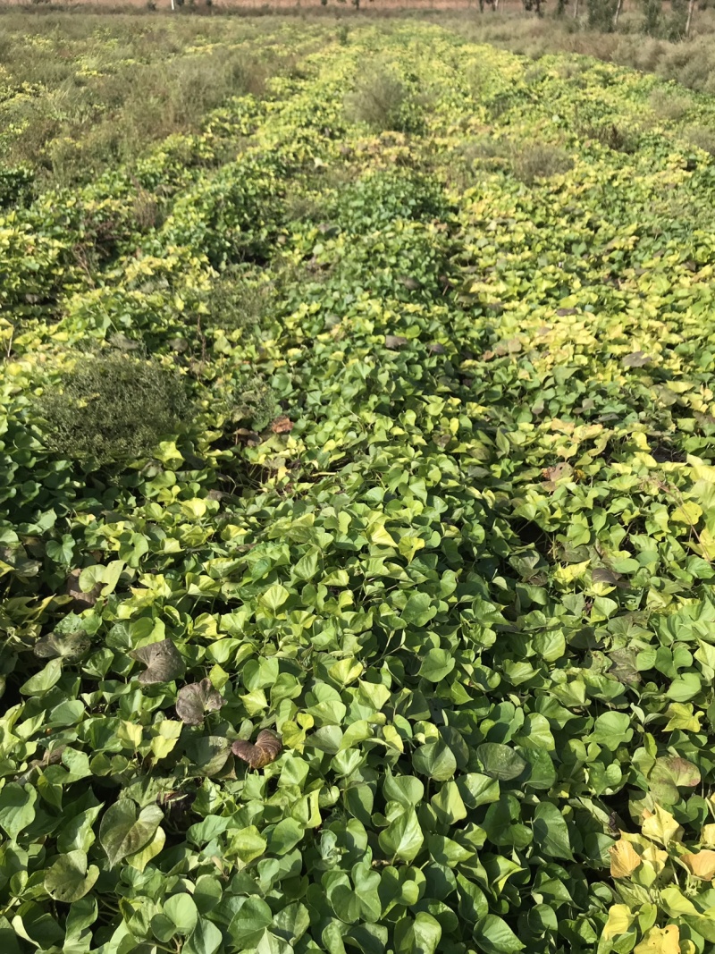 基地自种秦薯5号板栗红薯大量上市中，欢迎采购洽谈