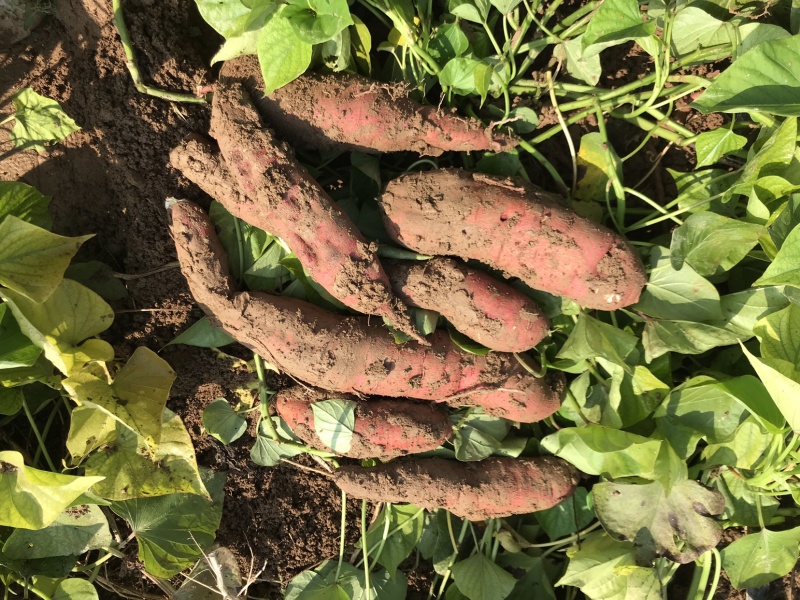 基地自种秦薯5号板栗红薯大量上市中，欢迎采购洽谈