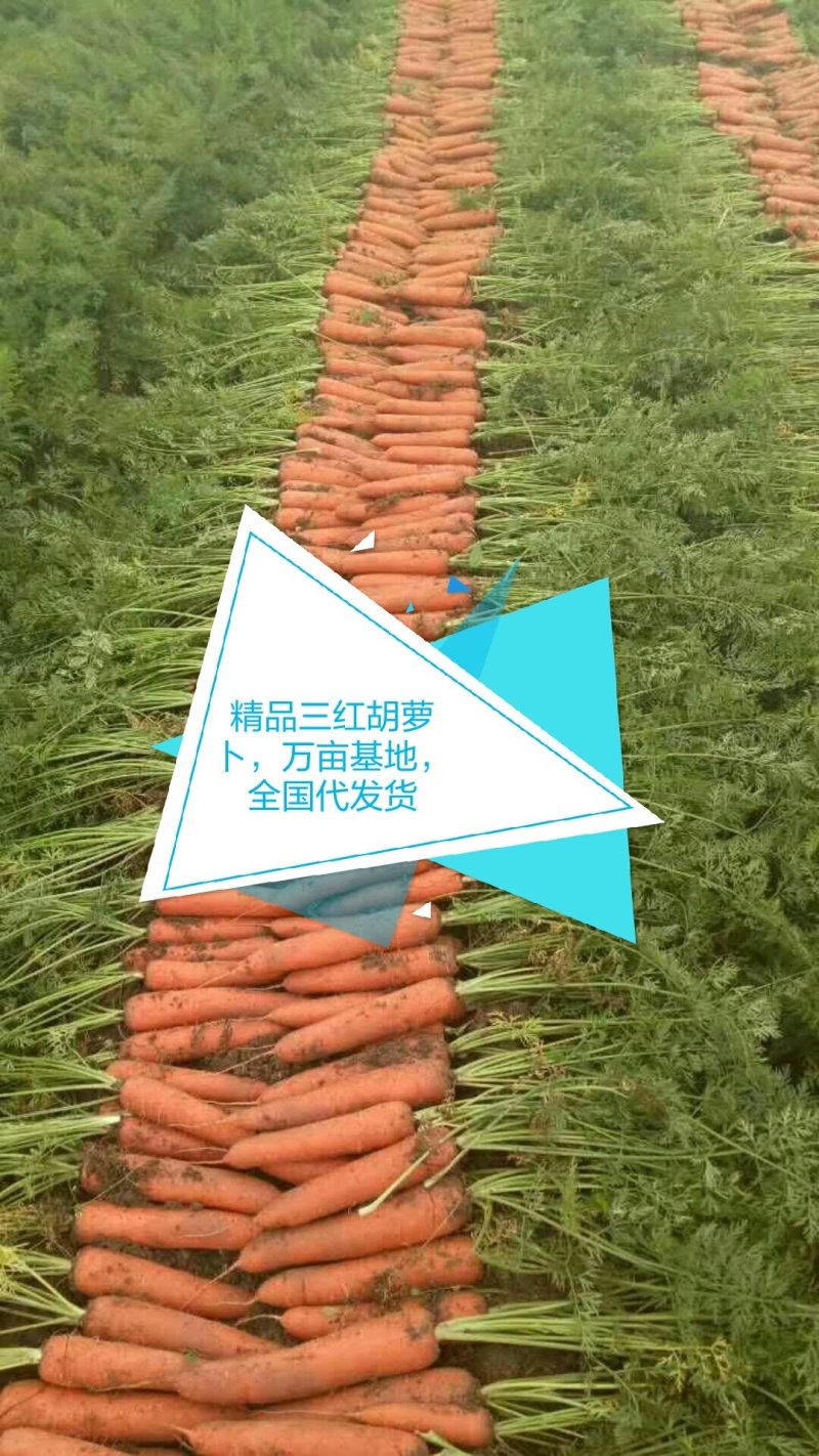 万亩黑土地三红胡萝卜808精品中条北京包～半苗胡萝卜