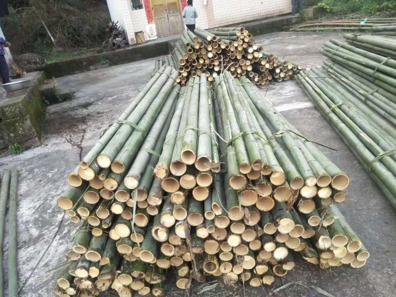 四川竹子刺竹绿化竹苗各类斑竹绿化苗木大量供应
