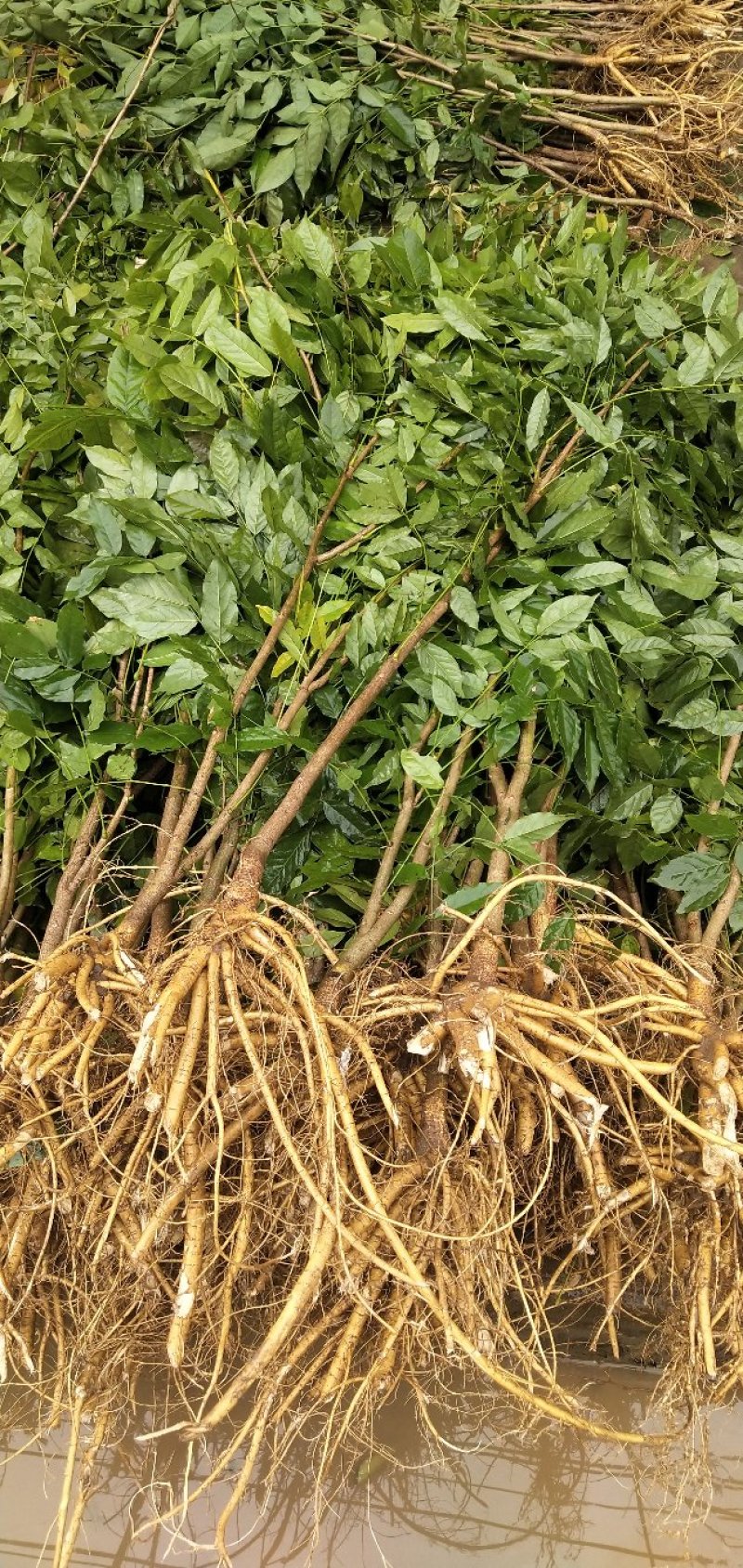 紫藤爬藤植物，多做庭院或园林棚架，规格齐全