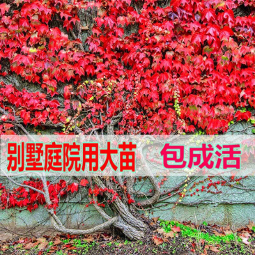 五叶爬山虎苗盆栽三叶爬山虎大苗藤蔓爬藤植物四季开花爬墙虎