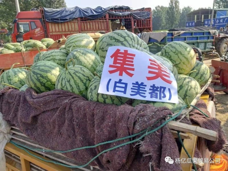 白美都外观靓丽美都京欣