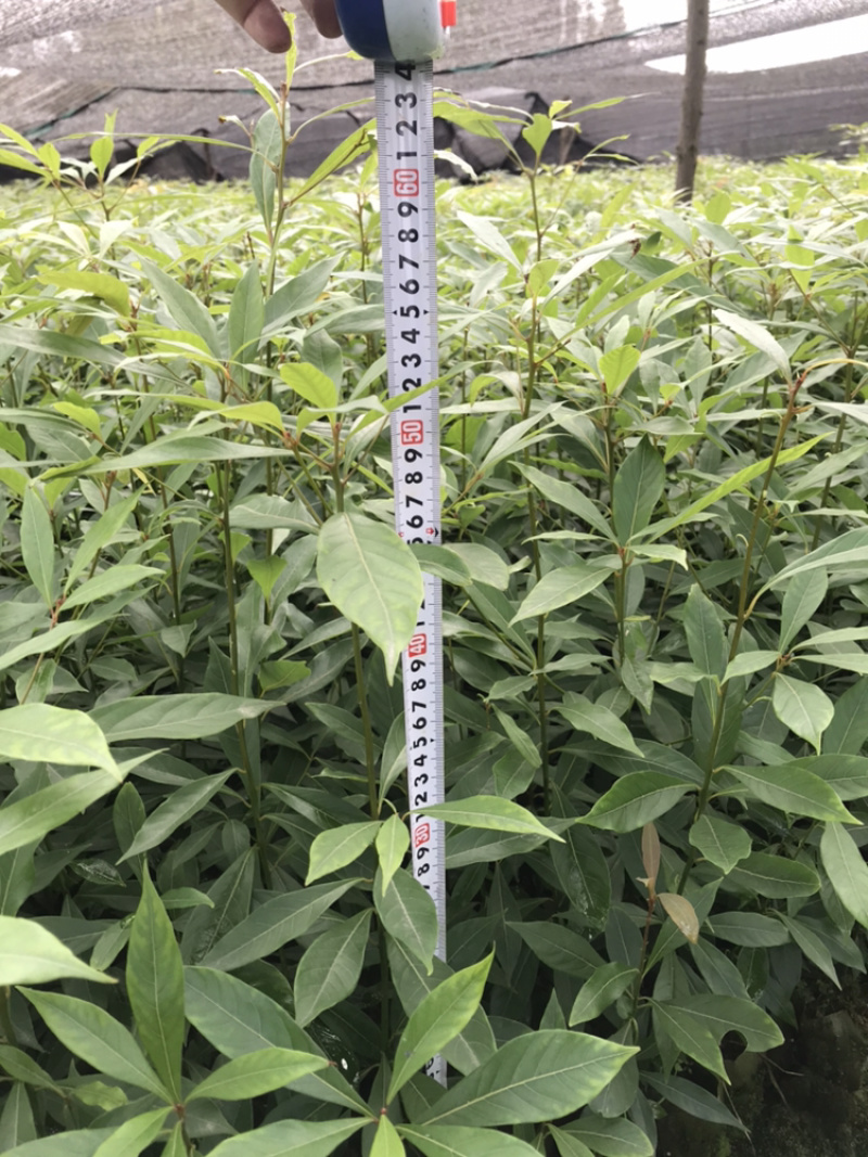 桢楠杯苗，楠竹杯苗，红豆杉亲自下地亲拍