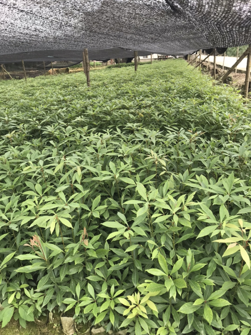桢楠杯苗，楠竹杯苗，红豆杉亲自下地亲拍