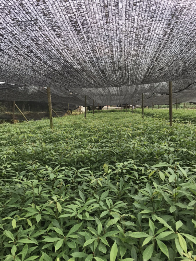 桢楠杯苗，楠竹杯苗，红豆杉亲自下地亲拍