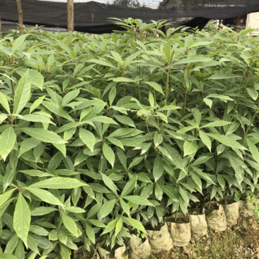 桢楠杯苗，楠竹杯苗，红豆杉亲自下地亲拍