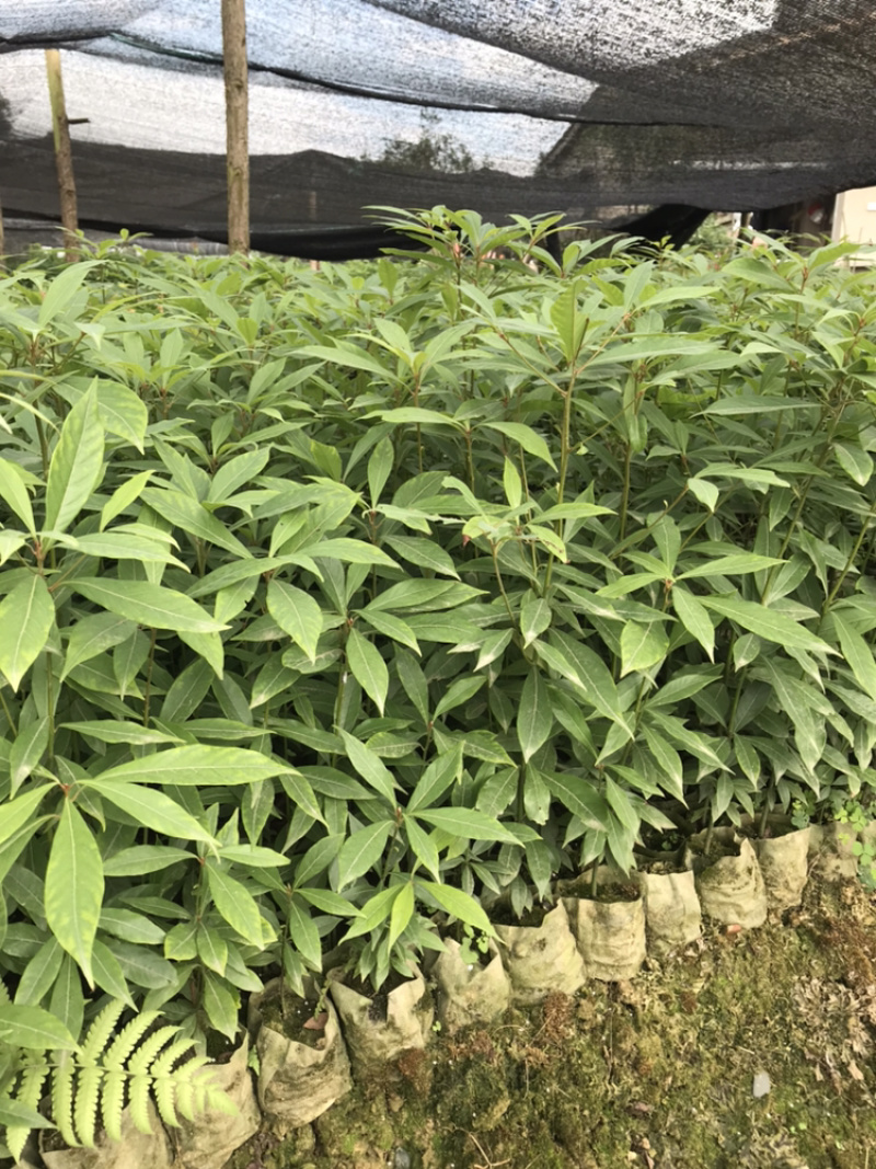桢楠杯苗，楠竹杯苗，红豆杉亲自下地亲拍