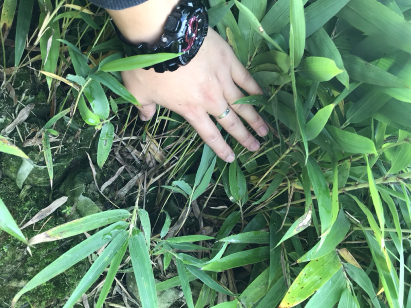 桢楠杯苗，楠竹杯苗，红豆杉亲自下地亲拍