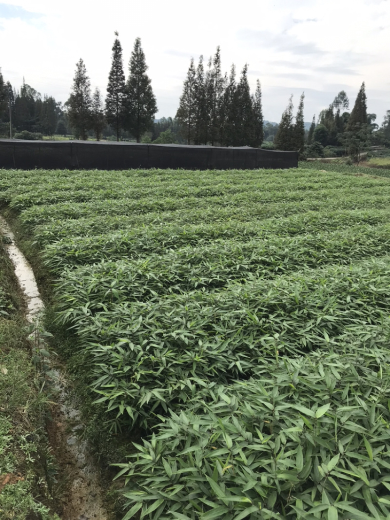 桢楠杯苗，楠竹杯苗，红豆杉亲自下地亲拍