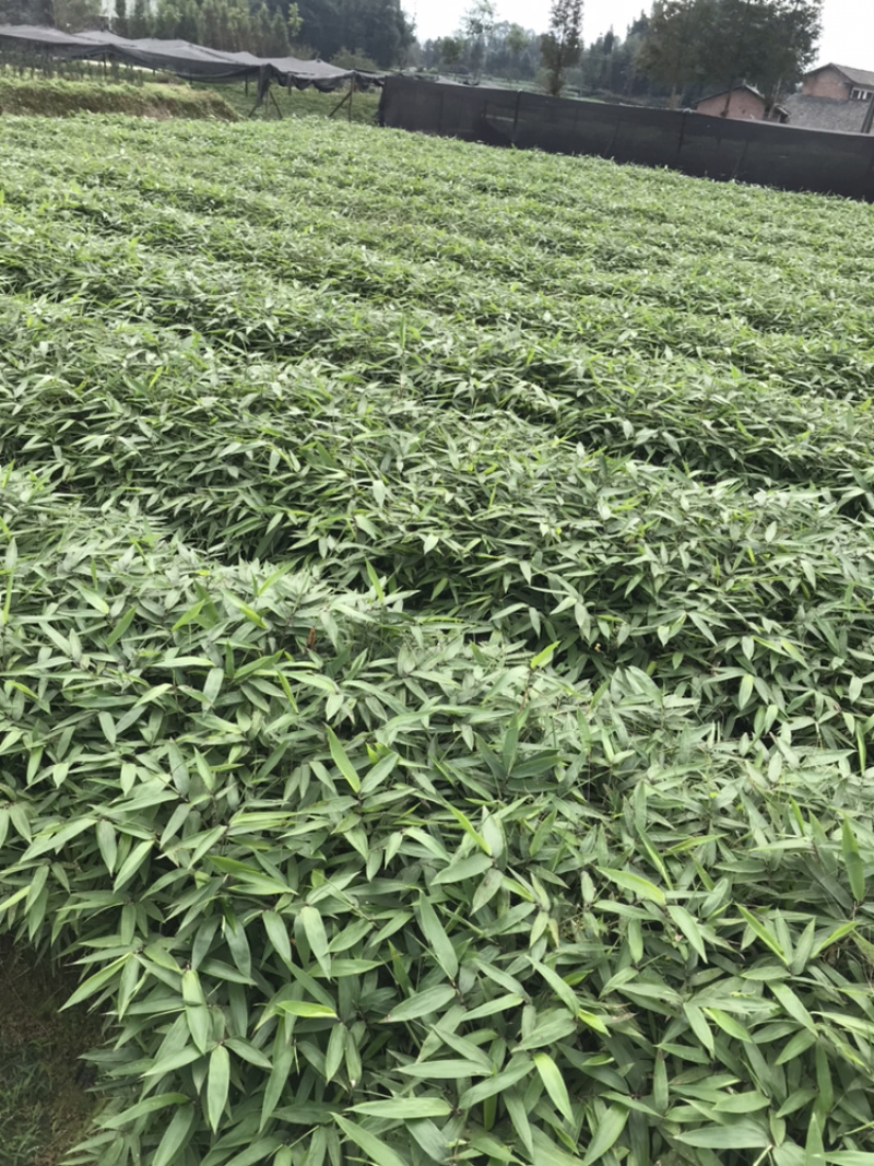 桢楠杯苗，楠竹杯苗，红豆杉亲自下地亲拍