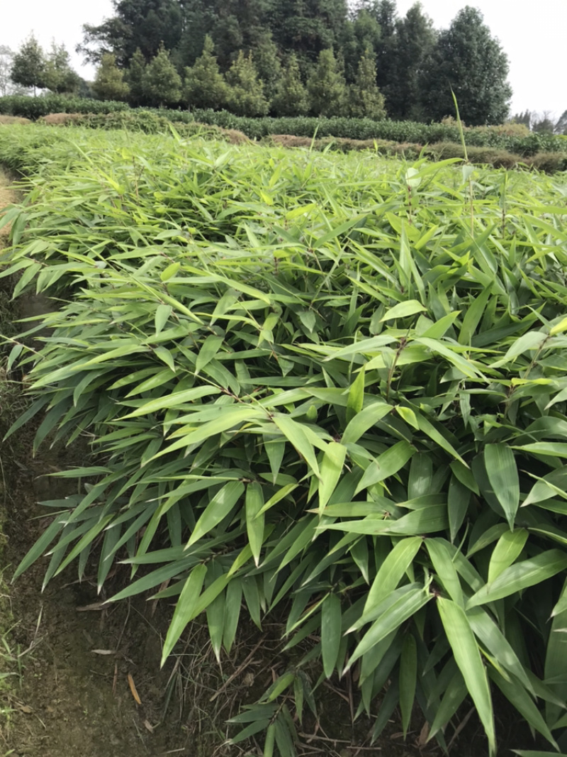 桢楠杯苗，楠竹杯苗，红豆杉亲自下地亲拍