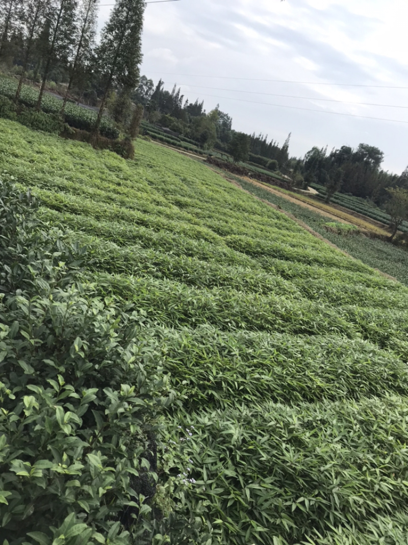 桢楠杯苗，楠竹杯苗，红豆杉亲自下地亲拍