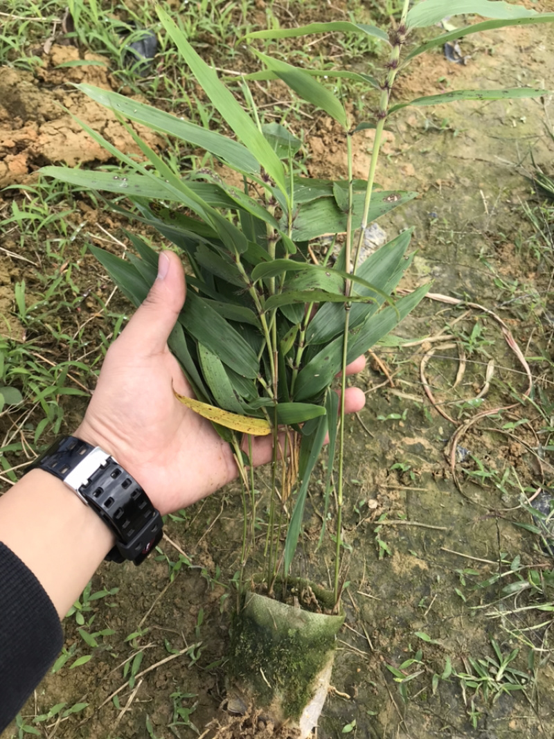 桢楠杯苗，楠竹杯苗，红豆杉亲自下地亲拍