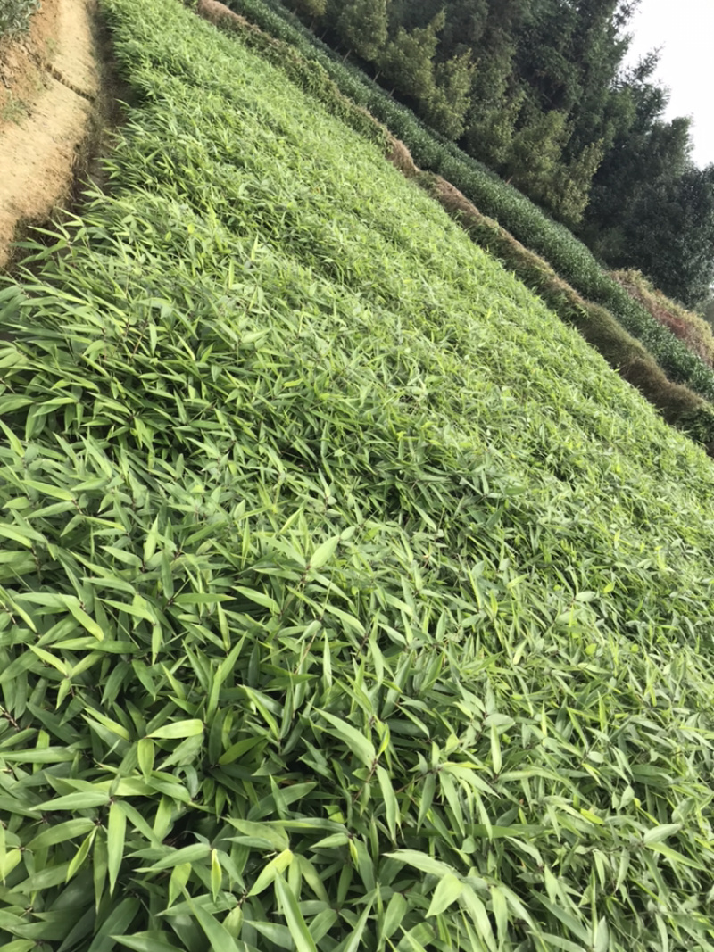 桢楠杯苗，楠竹杯苗，红豆杉亲自下地亲拍