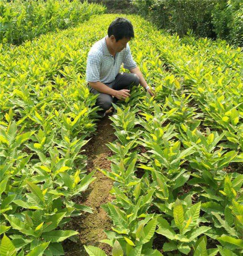 板栗苗，嫁接溥壳优质板栗苗，自家种植量大从优