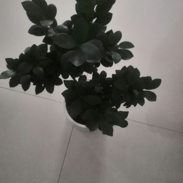 榕树