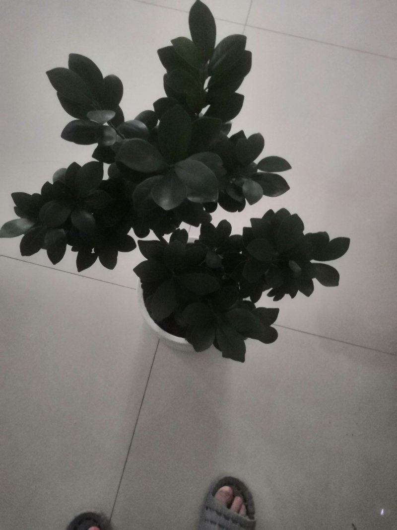 榕树