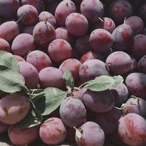 纯种法兰西西梅苗糖度最高28签合同保证品种南北方种植