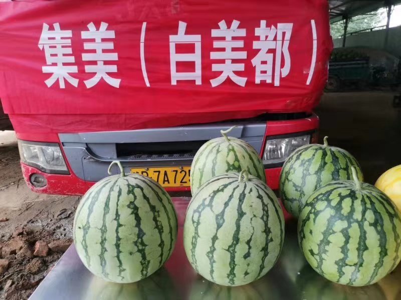 西瓜种子改良8424种子美都