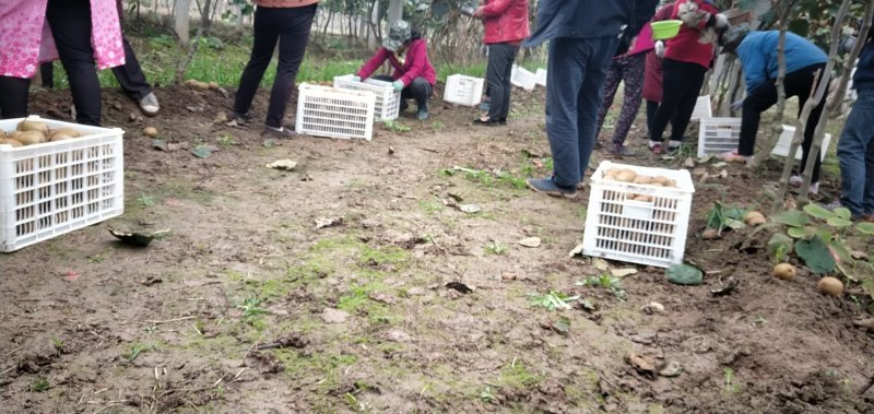 陕西猕猴桃亚特海沃德新鲜上市啦大量有货欢迎下单