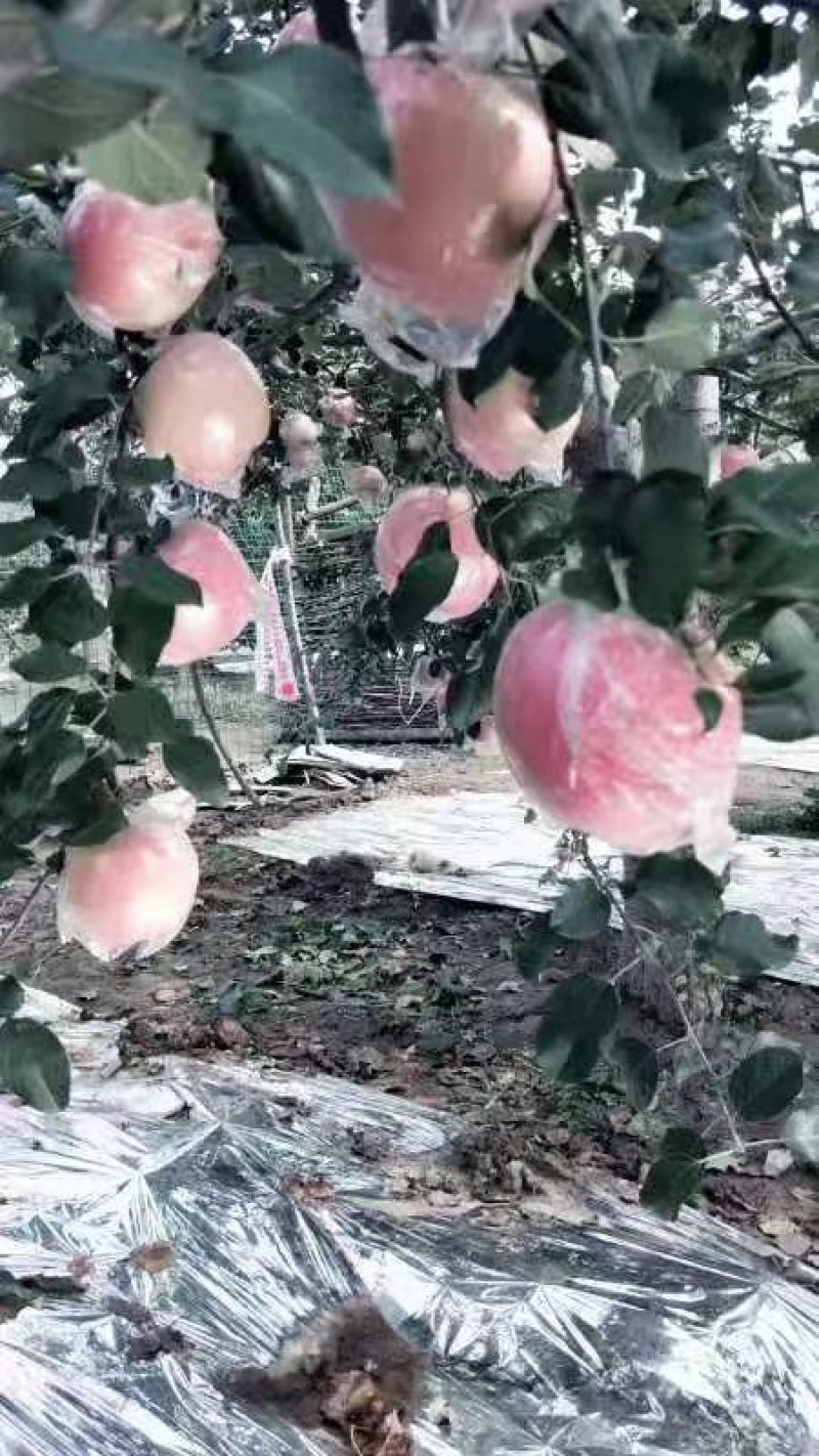 正宗河南灵宝寺河山苹果